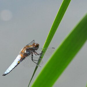 Libelle 010