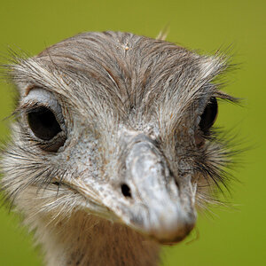 birdy