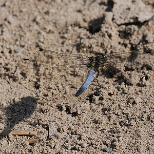 Marienberg Plattbauchlibelle01