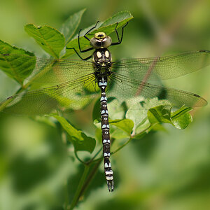 Libelle Mosaik...?