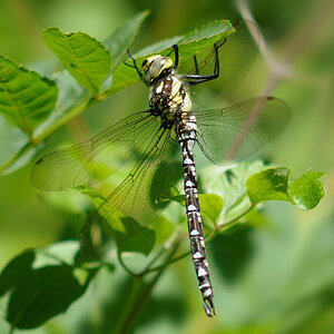 Libelle Mosaik...?
