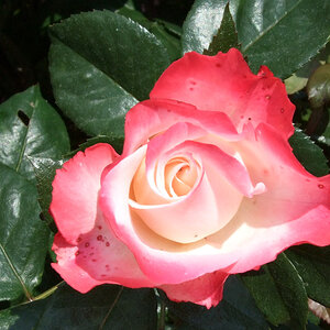 20080608 DSCF1041 2