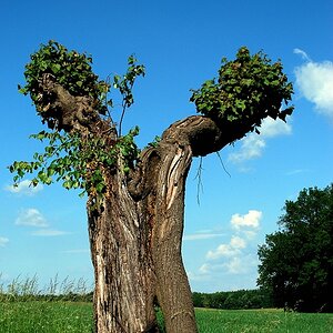Baum033