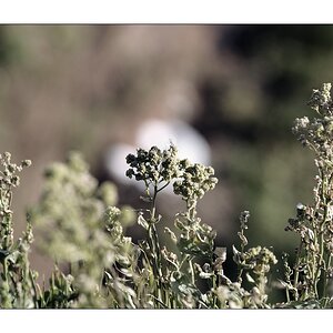 #o5 - Möwe, 'versteckt' hinter Grünzeug