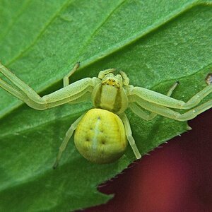 spinne