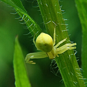 spinne1