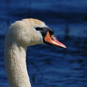 Schwan, 200mm