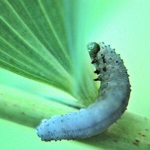raupe