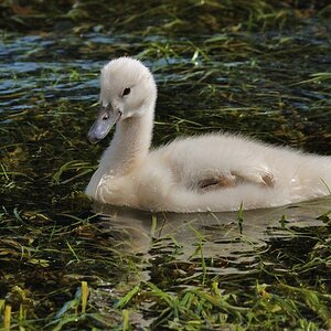 Babyschwan