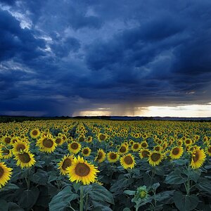 Das Sonnenblumenfeld
