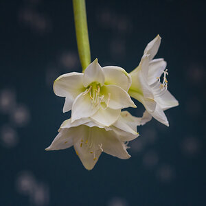 Orchidee