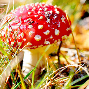 Fliegenpilz