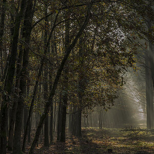 wald 01