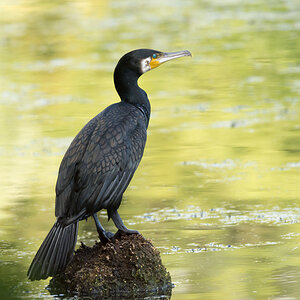 Kormoran