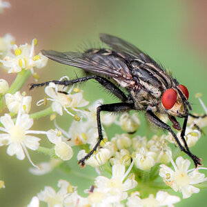 Fliege