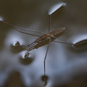 Wasserlaeufer