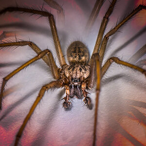 Arachnophobia