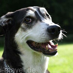 HundeWeb 032