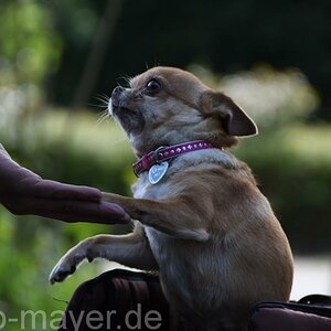 HundeWeb 026