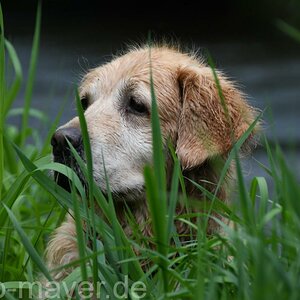 HundeWeb 049