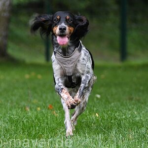 HundeWeb 051