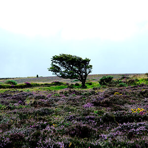 Baum