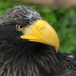 Riesenseeadler