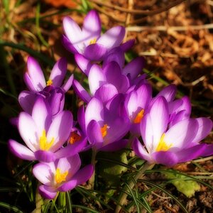 Krokus