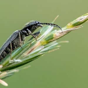 D50 2941 unbekannter Käfer IIIA 6 2017