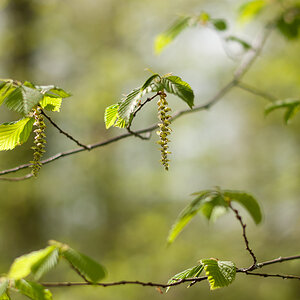Weißbuchenblüten 58mm 58mm f1.4 @2.2  in Lightroom bearbeitet und geschärft
