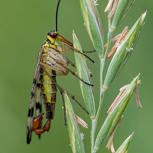 D50 2910 Skorpionsfliege IA 6 2017