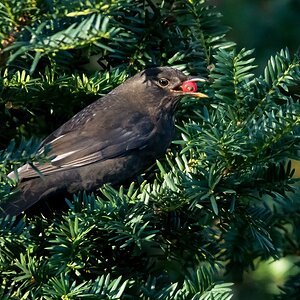 D50 8084 Amsel mit Beere vom Taxus IA 11 2017