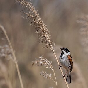 D50 3175 Rohrammer an Schilfhalm IA 4 2018