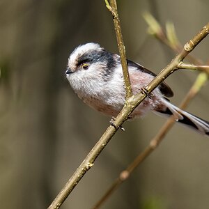 D50 2899 Schwanzmeise  Stadtpark IA 4 2018
