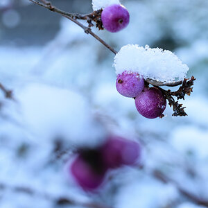 Verschneite Beere