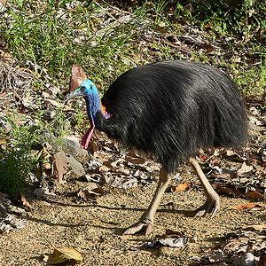 Daintree210