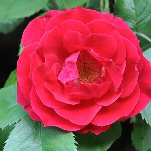 20180525 04 Rose