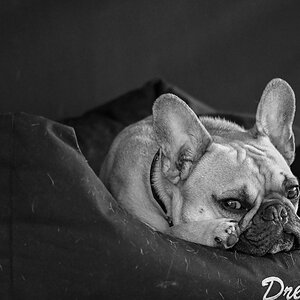 Frenchie