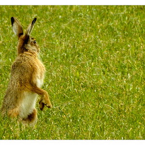 Hase 2
