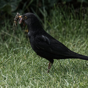 Vogel im Garten