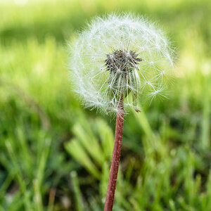 Löwenzahn Macro