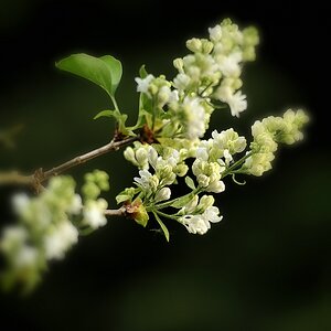 (c)K.R. 540DSC 0193 1
