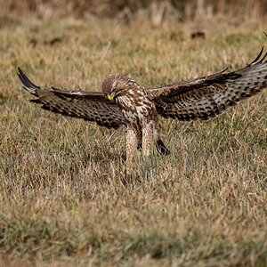 D50 2026 Bussard hat Beute im Blick IA 3 2018