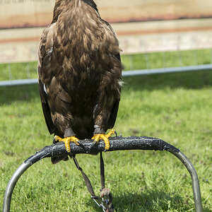Adler