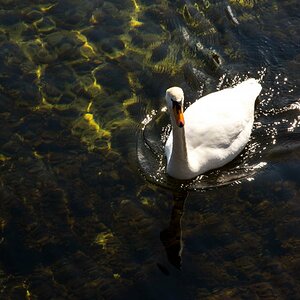 Schwan auf dem kristallklaren Wasser des großen Plönsees; alle Fotos: Nikon D7200 mit dem Nikkor 16-85mm