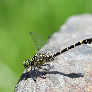 comp JEM 2440

Kleine Zangenlibelle