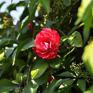 20180606 06 Rose