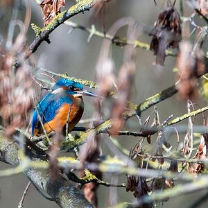 Eisvogel 2018 1
