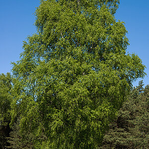 Heidebirke