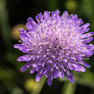 Acker Witwenblume 2